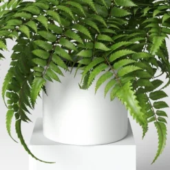 Boston Fern - Threshold™ 7 Boston Fern - Threshold™ -Brick Wall GUEST 3cbf8c34 f3f7 4bfa a5a1 7c1c2936c266