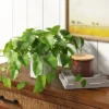 14" X 28" Artificial Pothos Plant In Pot - Threshold™ -Brick Wall GUEST 57699ef2 589a 4b55 b694 a6da246d0821