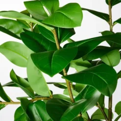 Ficus Tree - Threshold™ Designed With Studio McGee 6 Ficus Tree - Threshold™ Designed With Studio McGee -Brick Wall GUEST fa4f56b9 95d8 493c 9134 19867f2bf964